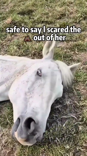 Error 404: Horse logic not found. 🚫#shorts #funnyhorse #horsememes