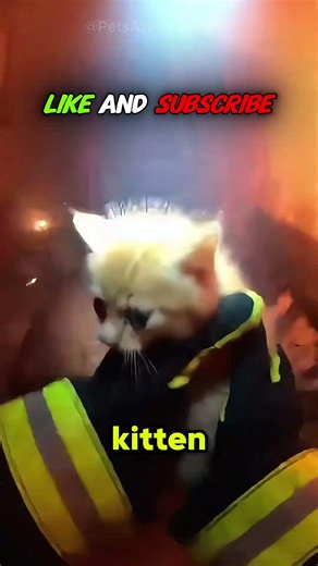 Amazing pet save led by a Dog caught on camera! #animalrescue #fire