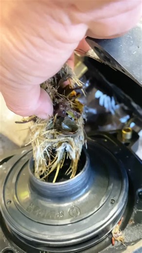 Pool Equipment Solutions for Pool Owners on Instagram: "Your pool pump is the heart of your swimming pool It’s supposed to keep water moving, but when the impeller gets jammed with leaves, hair and whatever else the wind blows, it goes from healthy to heart attack real fast ! No flow, no prime and a motor screaming like it just stubbed its toe . Keep it clear or your pump’s just going to be making swamp soup ✌🏻 - #poolequipment #swimmingpool #poolrepair #poolservice"