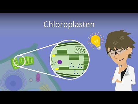 Chloroplasten - Aufbau einfach erklärt