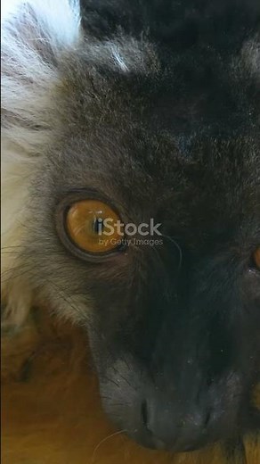 Aye-Aye: The Night Owl of Madagascar!