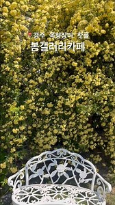 경주 안강 봄갤러리 카페 목향장미 지금이 타이밍 4월 5월 울산 근교 핫플