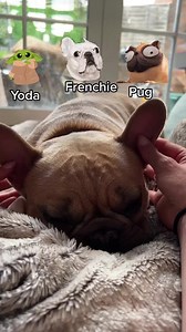 Yoda frenchie pug | TJ The Frenchie