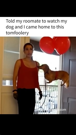 Top animal memes - Watch these animals make your day! | Humor Train