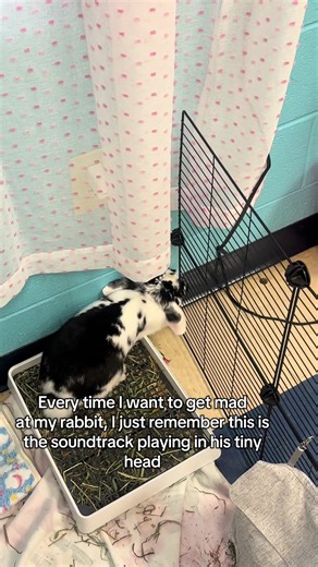 Understanding Your Holland Lop Rabbit's Behavior