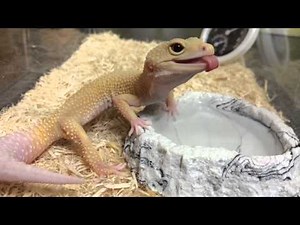 美味しそうに水をペロペロするヒョウモントカゲモドキ【レオパ飼育】