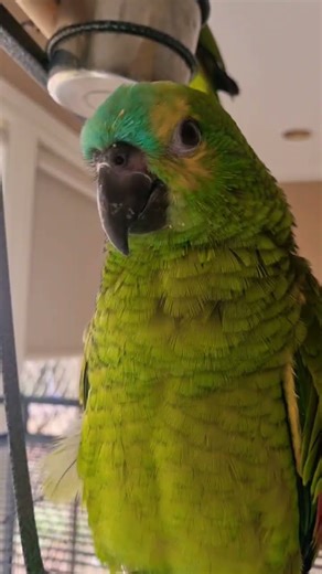 Amazon parrot talking #parrot #cute #birds