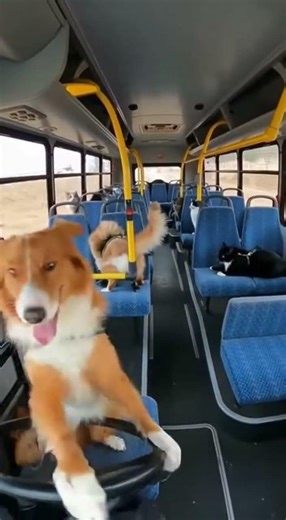 Dog Becomes Bus Driver for a Bunch of Cats… Instant Chaos 😂🚌🐶🐱