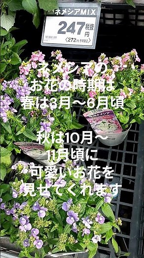 明るいお花が並んで #ガーデニング#ブログ#お花#ホームセンター#ホームセンターひらせい#癒し#新潟#shorts @k－クリハラデザインルーム