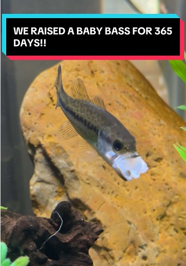 Raising a Baby Bass: Our Yearlong Journey with Gus
