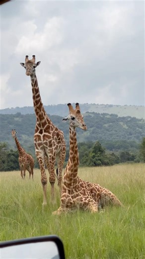 A sleeping Massai giraffe #giraffe #animals #zewildphotoguide #wildanimals #wildlife #video #nature