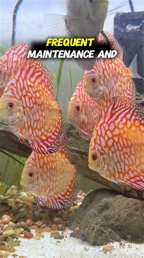 Why You Should NEVER Buy Discus at Petco