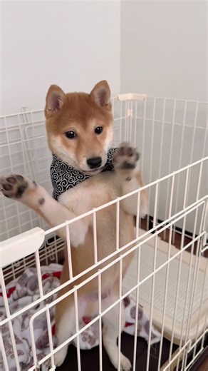 テオくんの豆柴生活の魅力