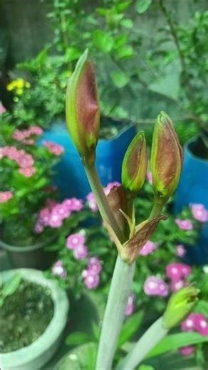 amaraslily plant care tips🌷🌱 #shorts #viral #youtubeshorts #ytshorts