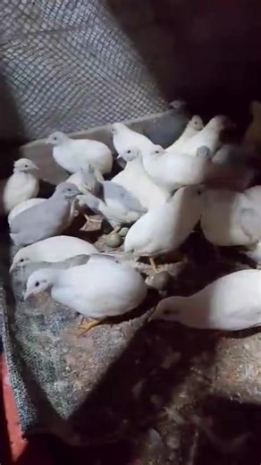 king quail Sylhet 0.3 (@kingquailsylhet0.3)’s videos with original sound - king quail Sylhet 0.3