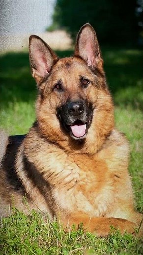 3 Best Protection Dogs!