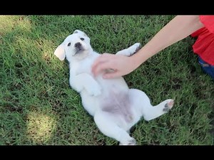 THE CUTEST PUPPY EVER!!