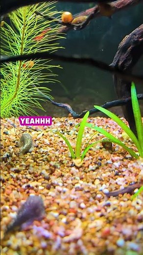 Meet My INCREDIBLE Borneo Hillstream Loaches!