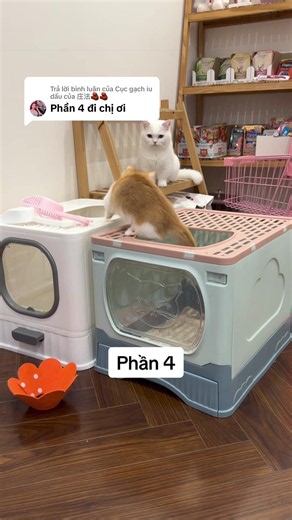 Mèo mới dặm bùa mèo cũ (Phần 4) - bongchen | cat | mèo