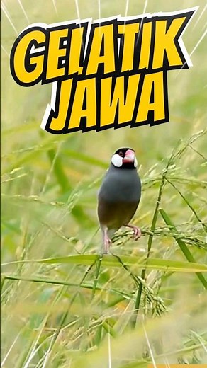 CANTIKNYA 🐦GELATIK JAWA