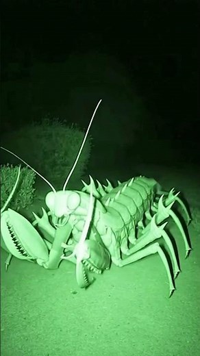 CCTV Security Camera | Giant Mantis #GiantAnimals