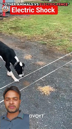 Animals Vs Electric wire
