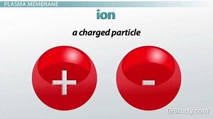 Membrane Potential Calculation, Equation & Function