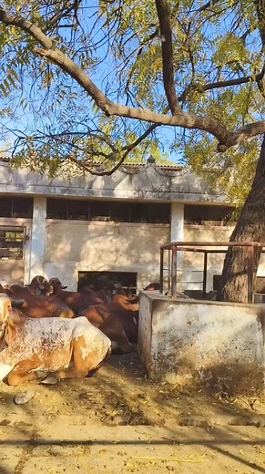 1.6K views · 45 reactions | Beautiful Gir Cows 珞 | Indian Animals And Birds | Facebook