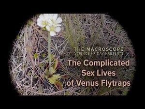 The Secrets Of The Venus Flytrap