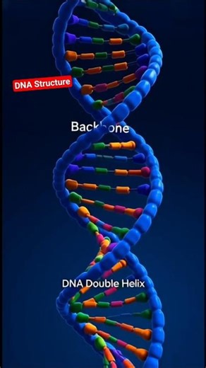 DNA Structure 3D Educational vedio | #shorts