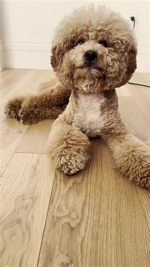 Super Famous Charlie on TikTok