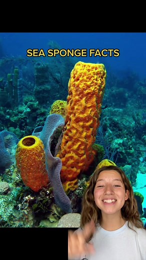 Fascinating Facts About Sea Sponges and Their Importance in Marine Biology