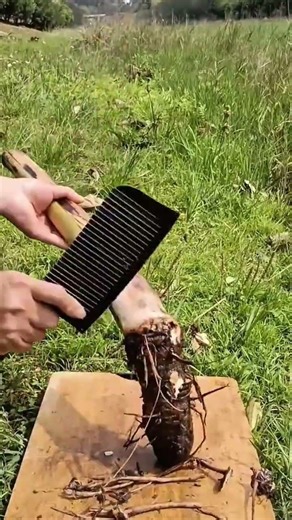 How to clean banana tree roots using a knife