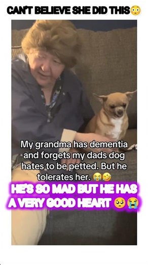 grandma has dementia and forgets the dog hates to be petted but he tolerates her 🥺#shorts #trending