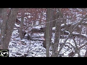 West Virginia Buck Hunt ~ Mountain State Outdoors
