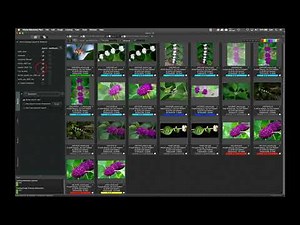 Make Global Collections in Photo Mechanic Plus