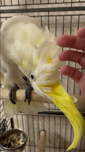 Pin feathers on a parrot are WILD #parrot #cockato #birds