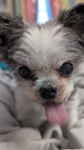 28K views · 3.6K reactions | When we say Gizmo bosses us in his old age? Well...see for yourself! | Gizmo's Frens | Facebook