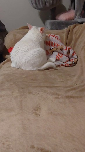 Widget said this video legit has EVERYTHING!! The most extreme biscuit making tutorial The human being an idiot and fluffing up her words Full on back leggie action Possible butt scooting Proof that white cats do have rhythm That infamous glare as she realizes I was recording her.....😅 | Widget's World Domination Plan