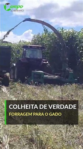 Sorgo Safra 2027 no Sul: Por que plantar agora - Mega Sorgo Santa Elisa