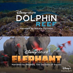 112K views · 265 reactions | Tomorrow, journey from the African savanna to the depths of the sea and stream Disneynature’s Elephant and Dolphin Reef, only on Disney+. | Disneynature | Facebook