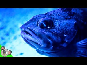 REAL SURPRISE FISH! Fishy's Puzzle + Learn Reading Colors by Koalafied Fun