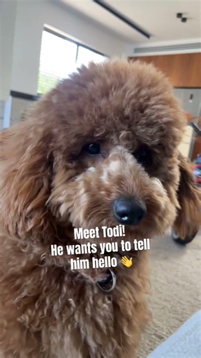 Danger⚠️ Poodle attack!!!! #foryou #בשבילך #מצחיק #comedy #dog #poodle #cute #kpop