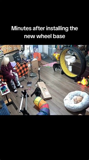 Nermal the Tuxedo Cat's Hilarious Wheel Adventure