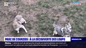 Le parc de Courzieu propose de partir à la découverte des loups | BFM Lyon