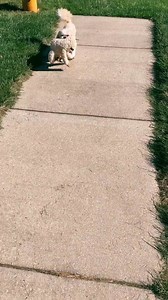 727_Walking with her sloth today How did you know @Jetgirl0619 #dog #pet #shihtzu #walk #ReTokforNature | Thatdogstella