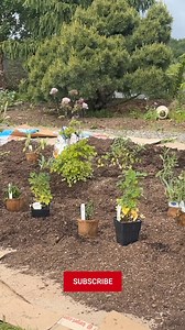 The lawn ➡️ garden transformation from Flock Finger Lakes continues! Follow along as she begins the hands-on work of turning her designs into reality using Espoma Organic plant foods and soils to create a thriving garden oasis. Watch the full video: https://heyor.ca/UlfTFu | Espoma Organic