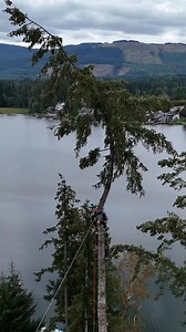 170K views · 2.2K reactions | Sending a tree down the line #treechopping #chainsaw #asmr | Guilty of treeson | Facebook