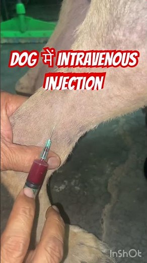 Intravenous injection in dog l Dr Umar Khan