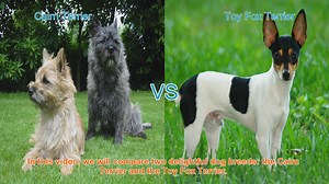 Cairn Terrier vs. Toy Fox Terrier: A Comprehensive Comparison